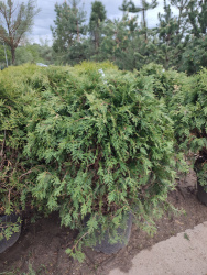 1000039680